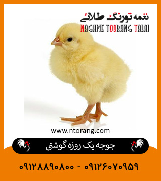 جوجه یک روزه گوشتی